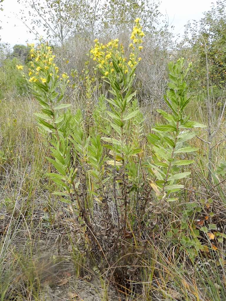 Asteraceae - Dittrichia viscosa